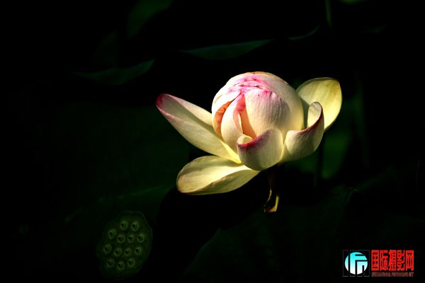 3 ��������Ӱ��̳��������һ�������⡰ֲ� ���ɻ�֮����   IMG_2939  www.jpg