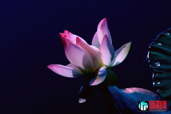 3 ��������Ӱ��̳��������һ�������⡰ֲ� ���ɻ�֮�ġ�   IMG_7768-1www.jpg