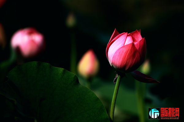 3 ��������Ӱ��̳��������һ�������⡰ֲ� ���ɻ�֮һ��   IMG_2937www.jpg