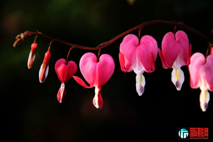 ƽ��ɽĵ�� 310.jpg