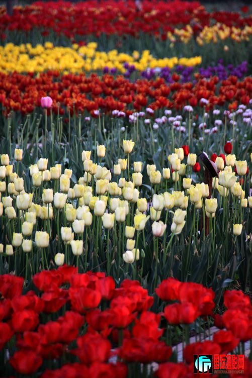 ƽ��ɽĵ�� 412.jpg