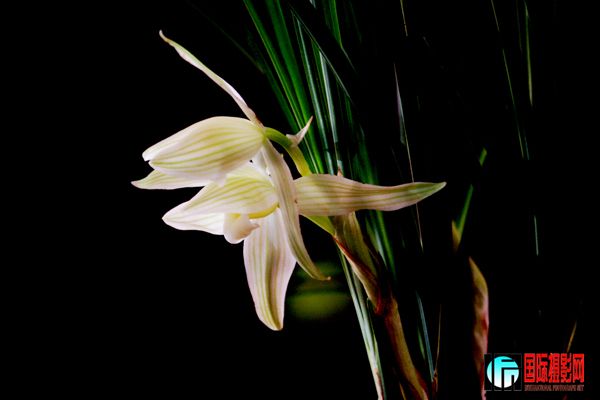 3 ��������Ӱ��̳��������һ�������⡰ֲ� 20120309 ������֮���� IMG_2686����www.jpg