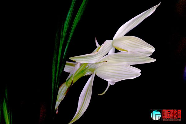 3 ��������Ӱ��̳��������һ�������⡰ֲ� 20120309 ������֮���� ����wwww.jpg