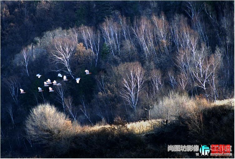 ��������Ӱ�� ��Ӱ������ˮ  ��ѡ��ɫ����������.jpg