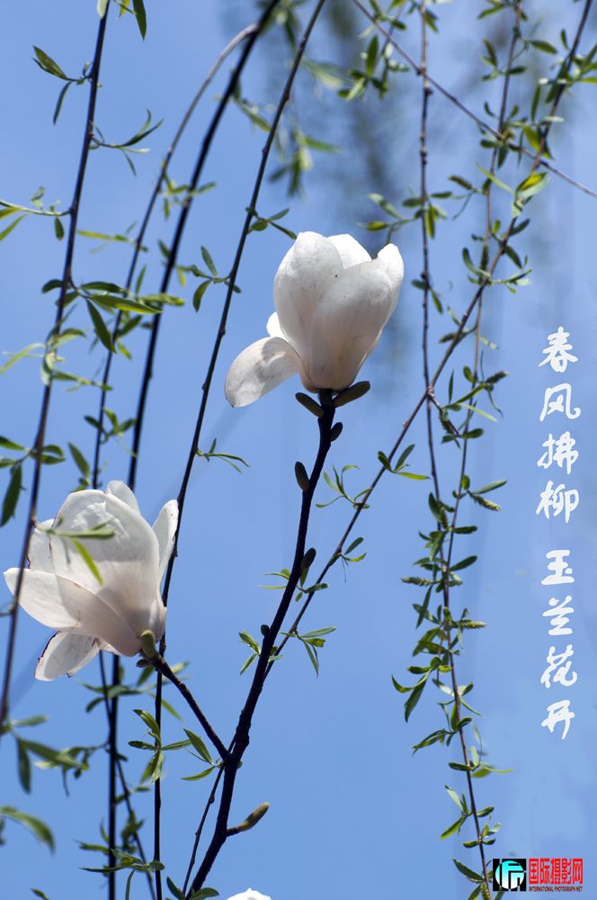 ������� ��������.jpg