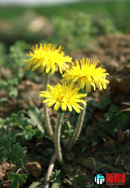 ���� IMG_6483-1.jpg