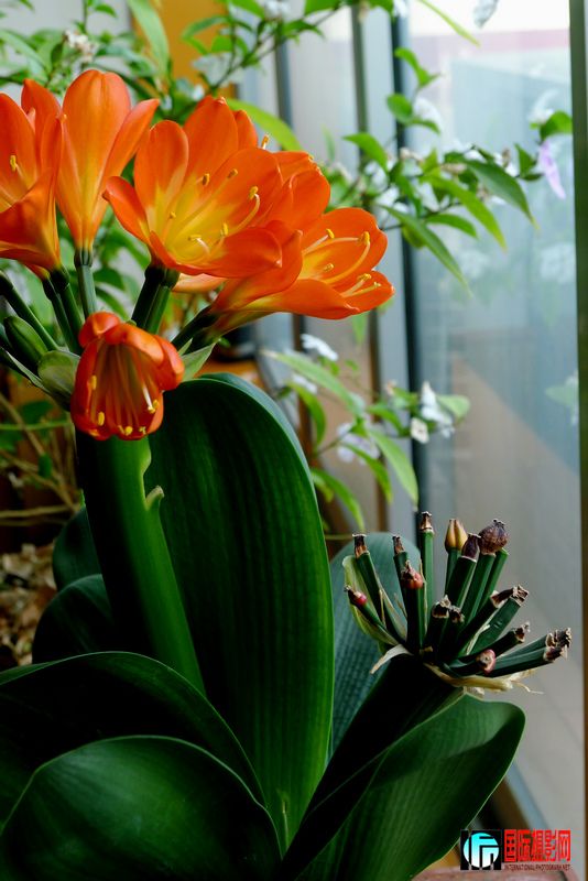 ���� P1000689.JPG