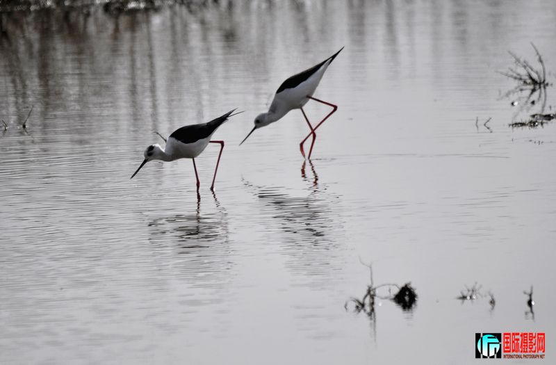 ���� _DSC0006.JPG