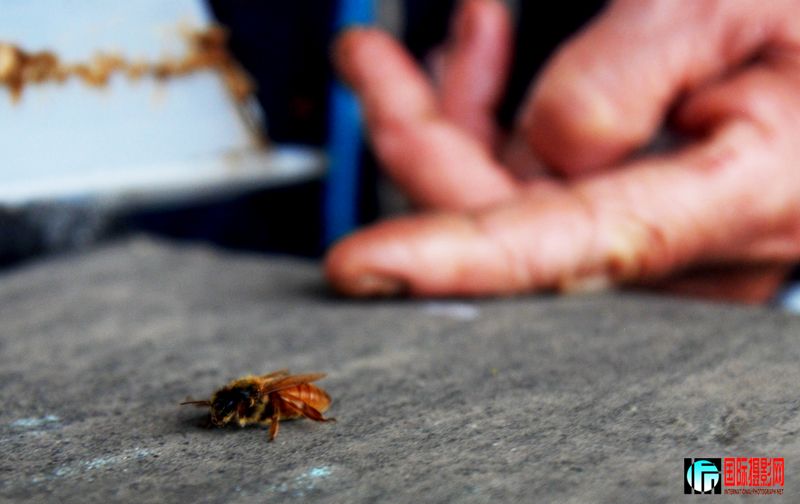 �����ڷ�����������