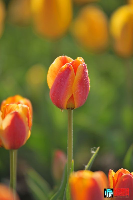 ���� DSC_1692.JPG