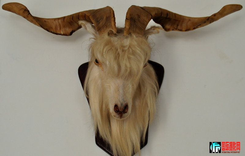 ���� DSC_0274.jpg