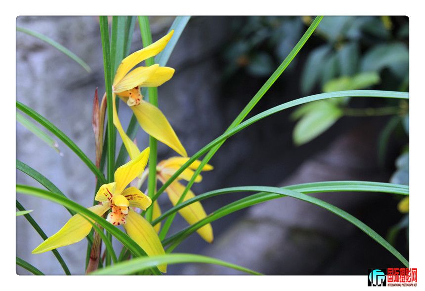 2 477_����.jpg