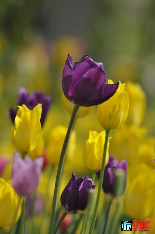 ���� _DSC0001.JPG