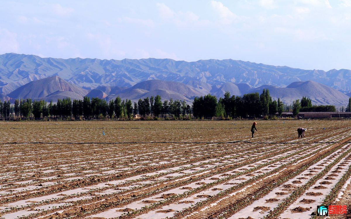 ��ɽ��������æ