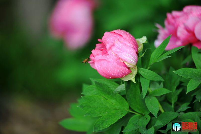 ���� DSC_2243.JPG