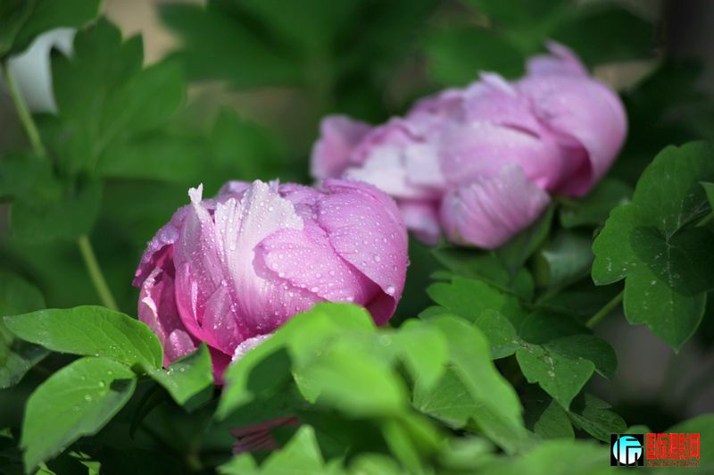 ���� DSC_2249.JPG