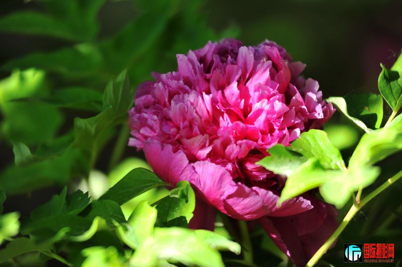 ���� DSC_2255.JPG