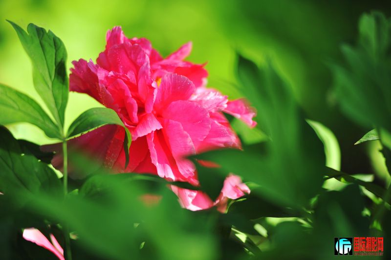 ���� DSC_2242.JPG