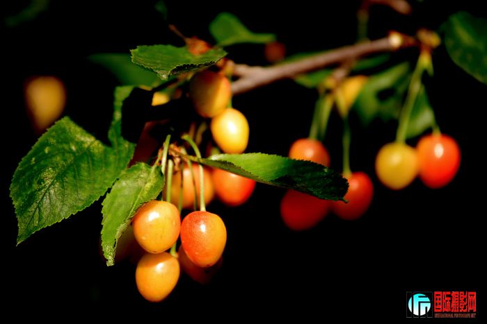 01 ӣ�Һó������� IMG_1911����.jpg