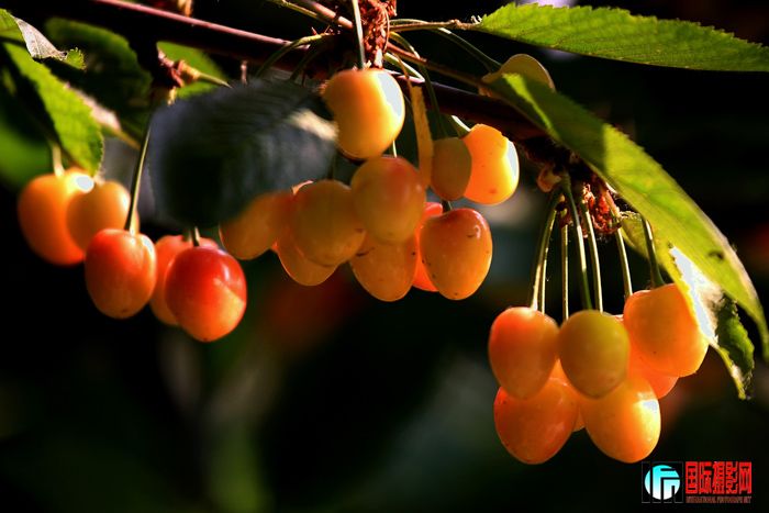 02 ӣ�Һó������� IMG_1915����.jpg