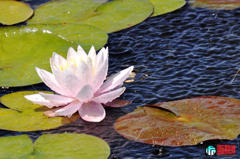 ���� _DSC0066.JPG