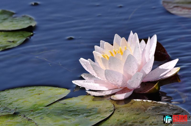 ���� _DSC0037.JPG