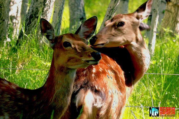 ����       IMG_9855����1www.jpg