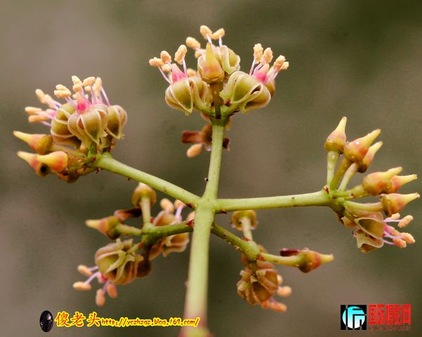 ��ɽ���� (6).JPG