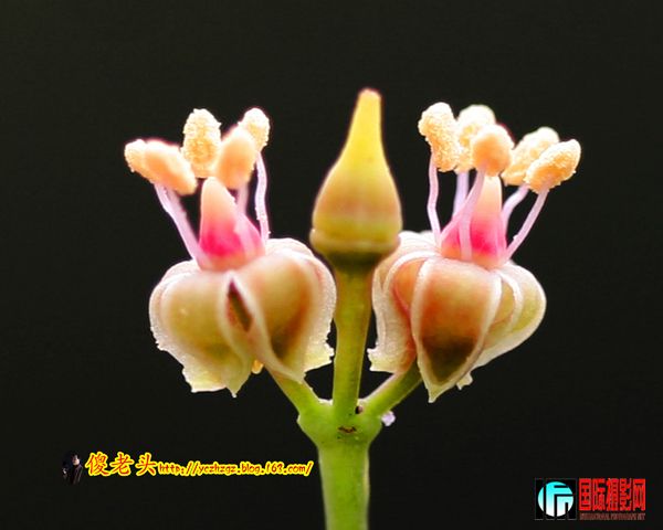 ��ɽ���� (3).JPG