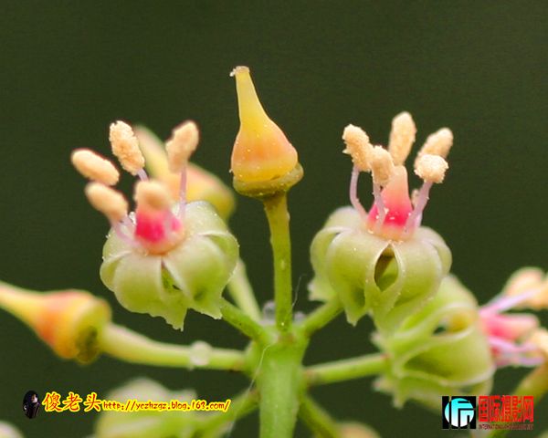 ��ɽ���� (4).JPG