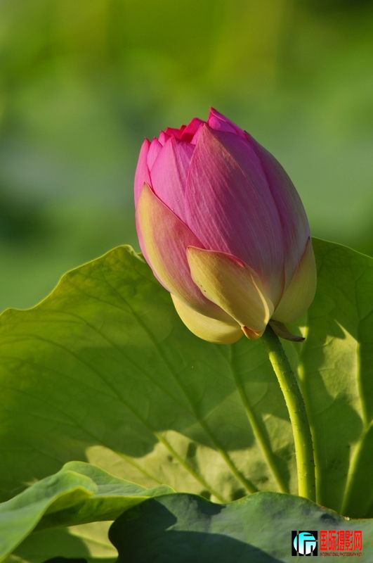 ���� _DSC0010.JPG