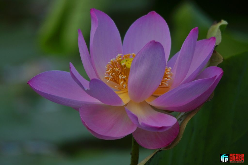 ���� _DSC0004.JPG