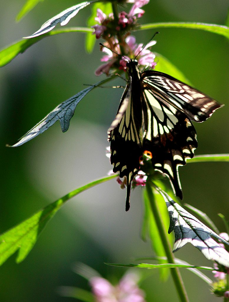 ��̬���� 13.jpg