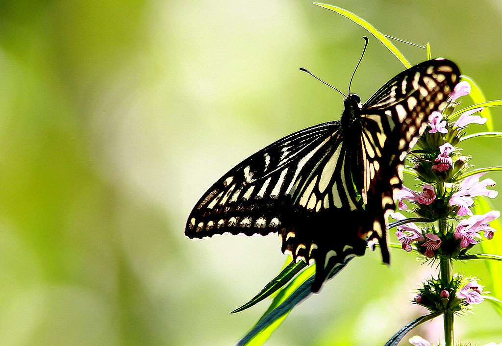 ��̬���� 31.jpg