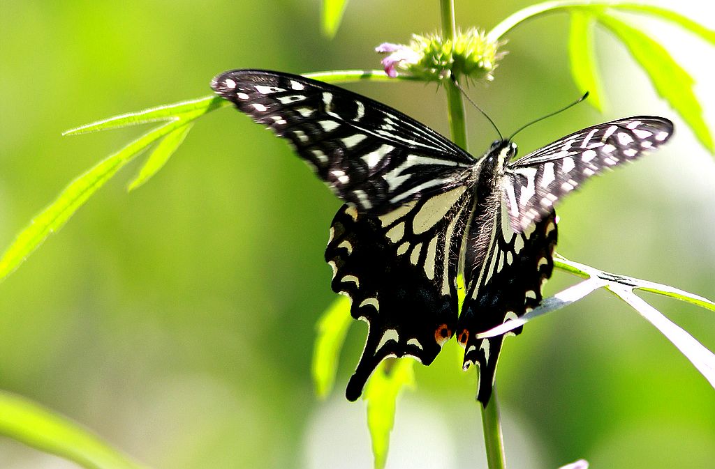 ��̬���� 24.jpg