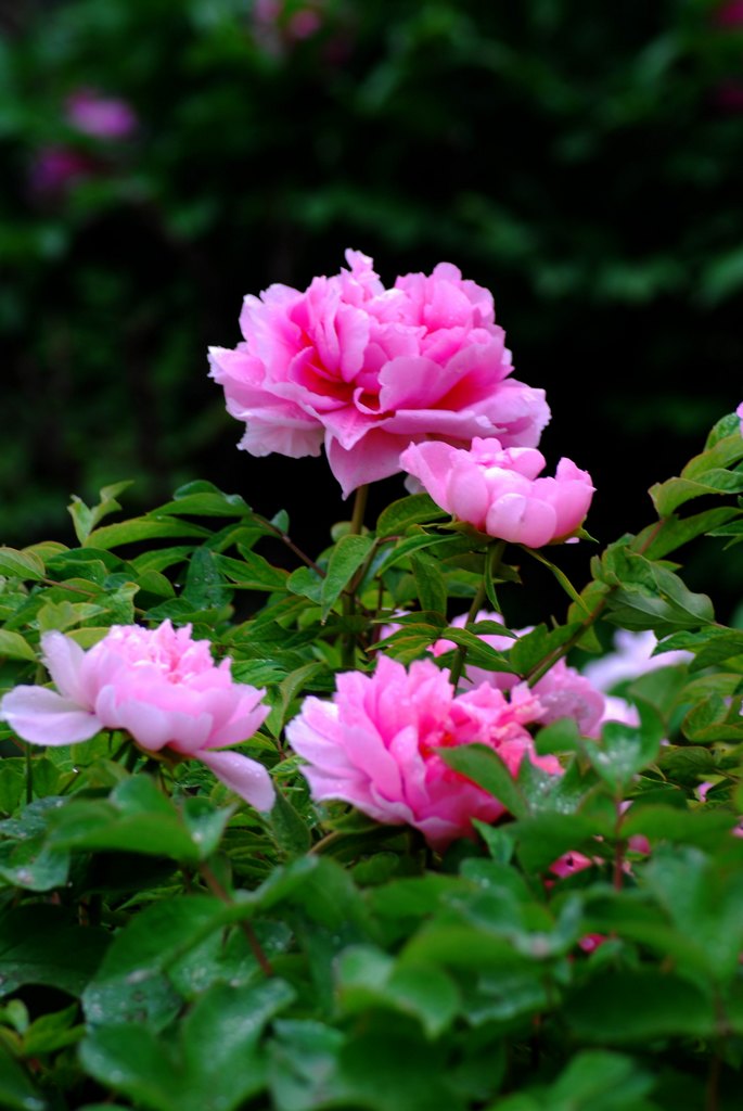 �����ع� DSC_6698.JPG