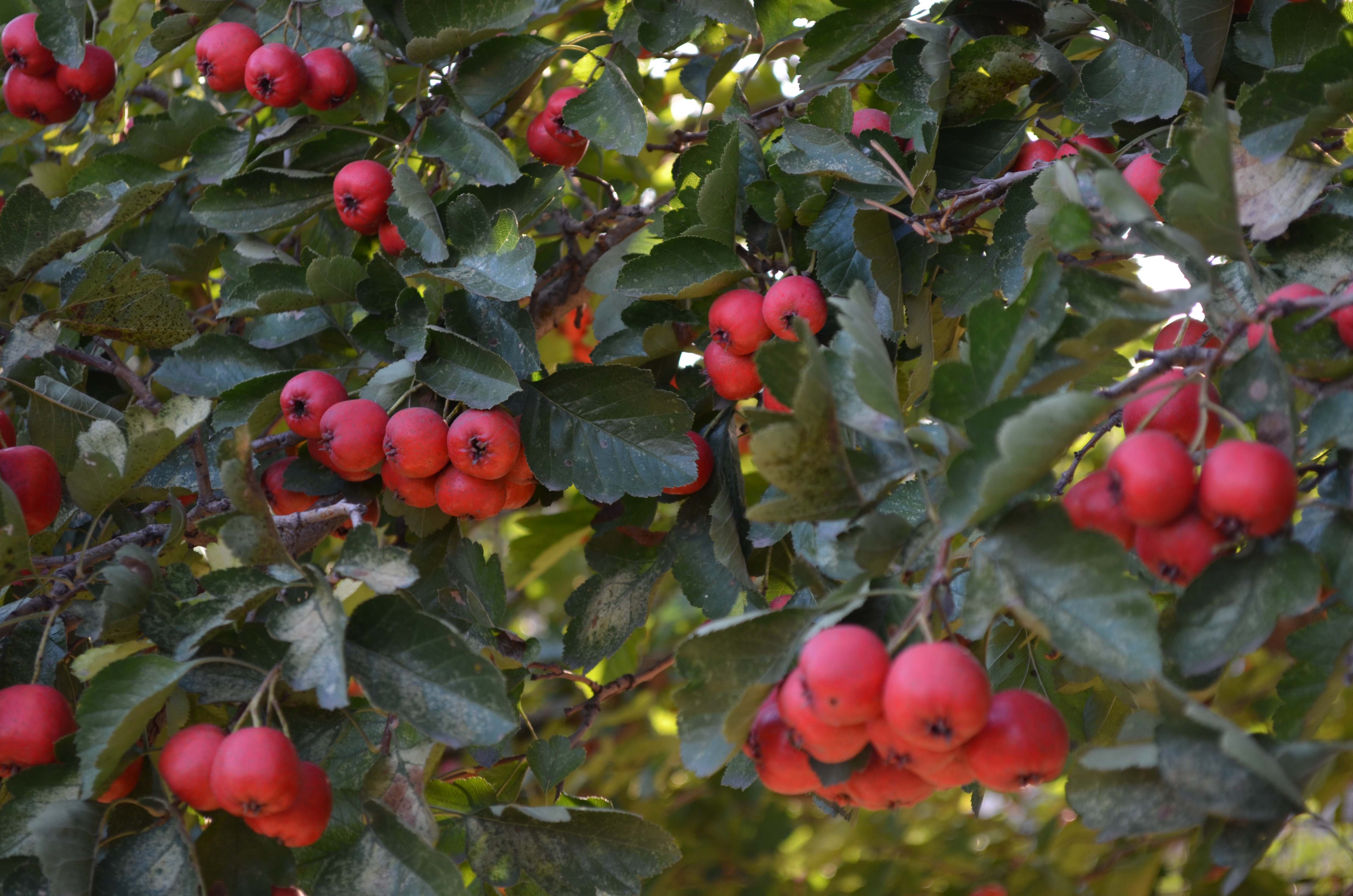 DSC_0070 ����.jpg