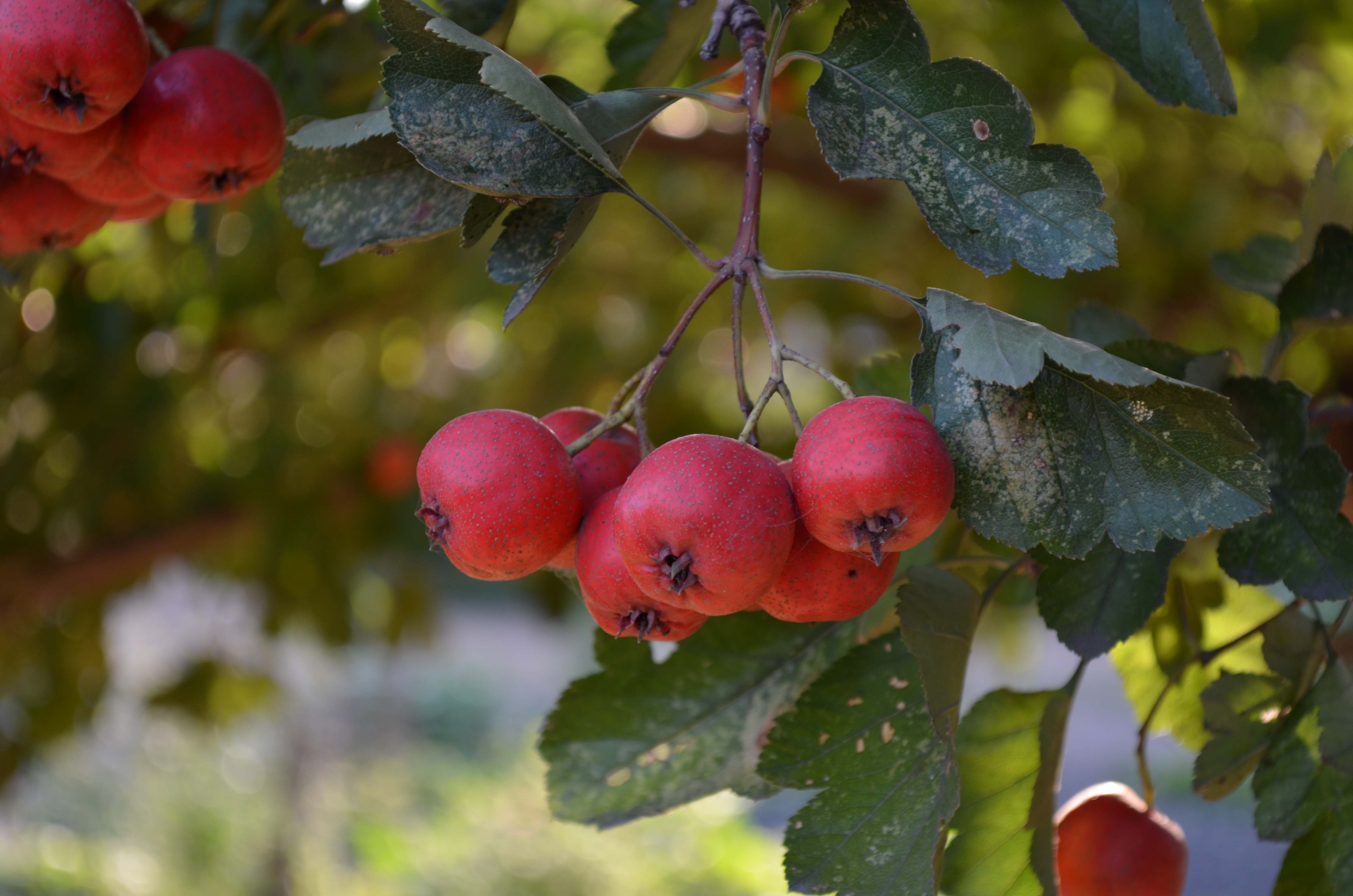 DSC_0071 ����.jpg