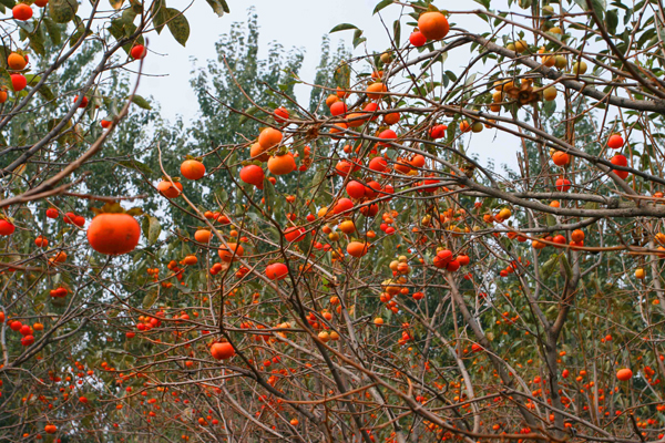 �����ջ� (25).JPG