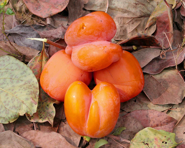 �����ջ� (6).JPG