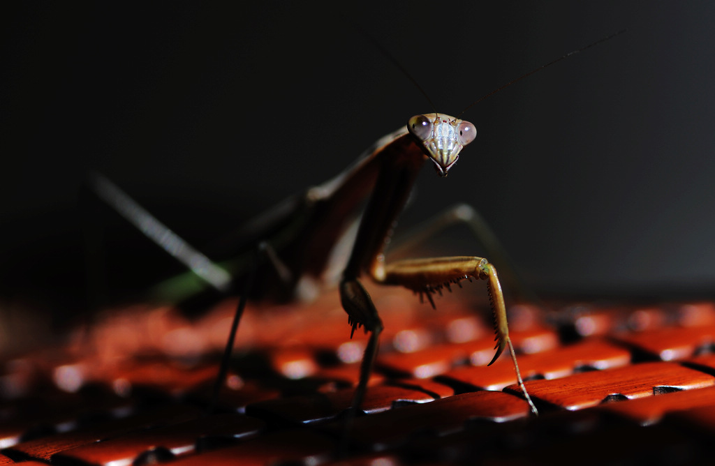 NiKonD3X JPG��2012��10��9�ա���� 016.jpg