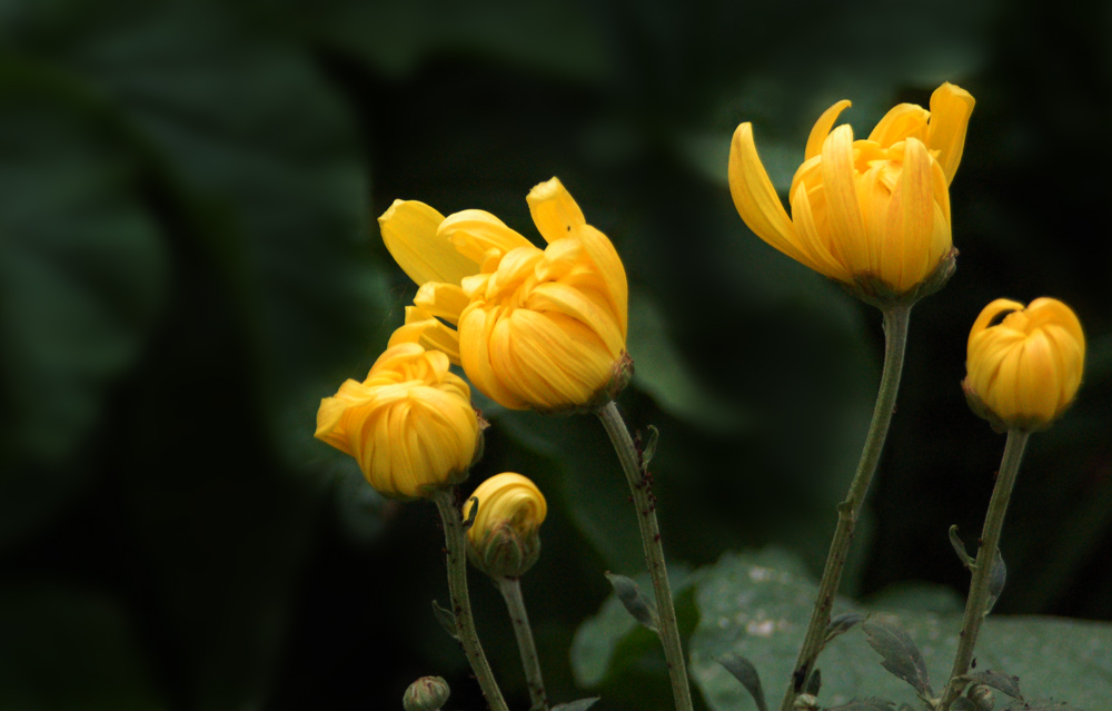 ���� DSC_9051.JPG