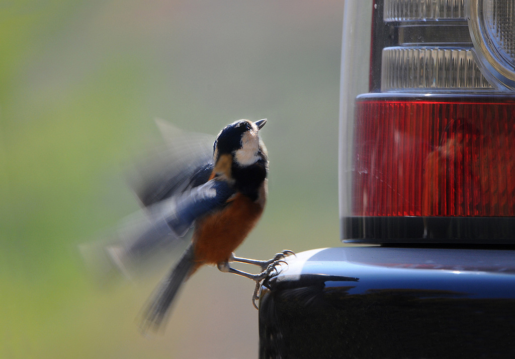 1DSC_0362  555555.jpg