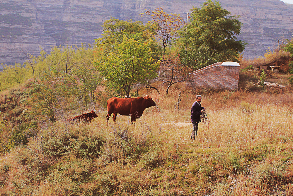 ��ͷ ����ţ ��Сţ ��.jpg