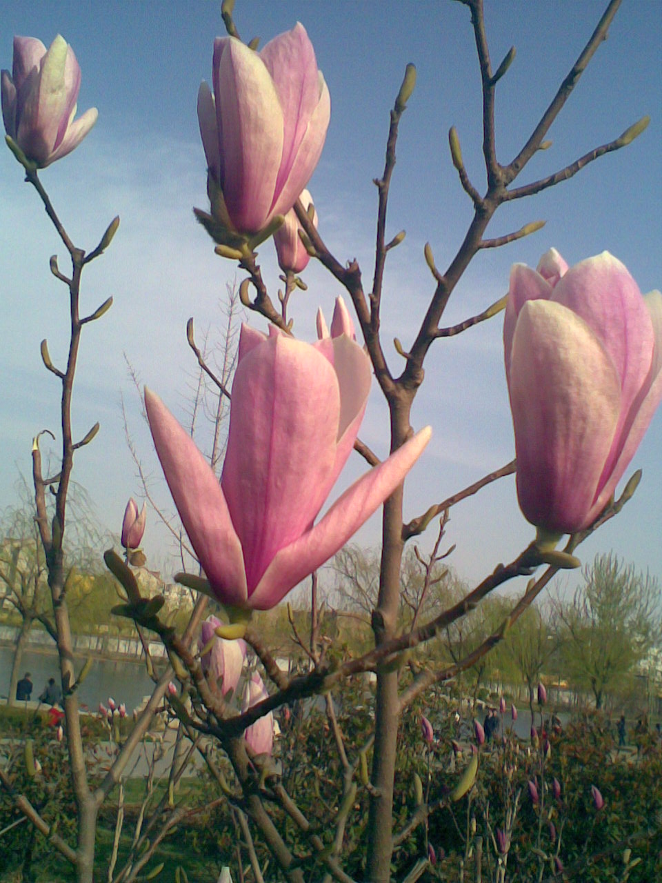 ��Է������