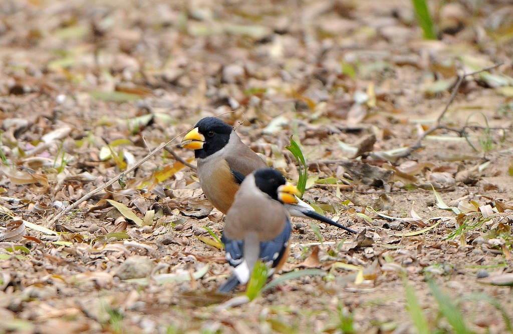 DSC_0450  5.jpg