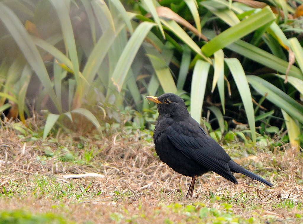 DSC_0520  4.jpg