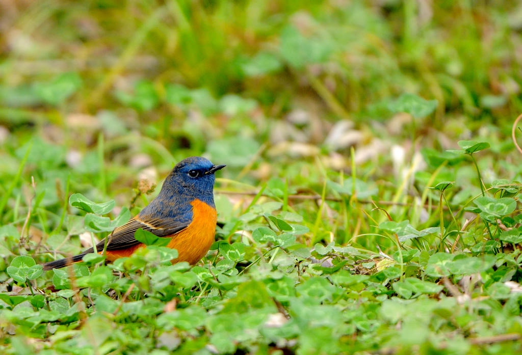 DSC_0667  2.jpg