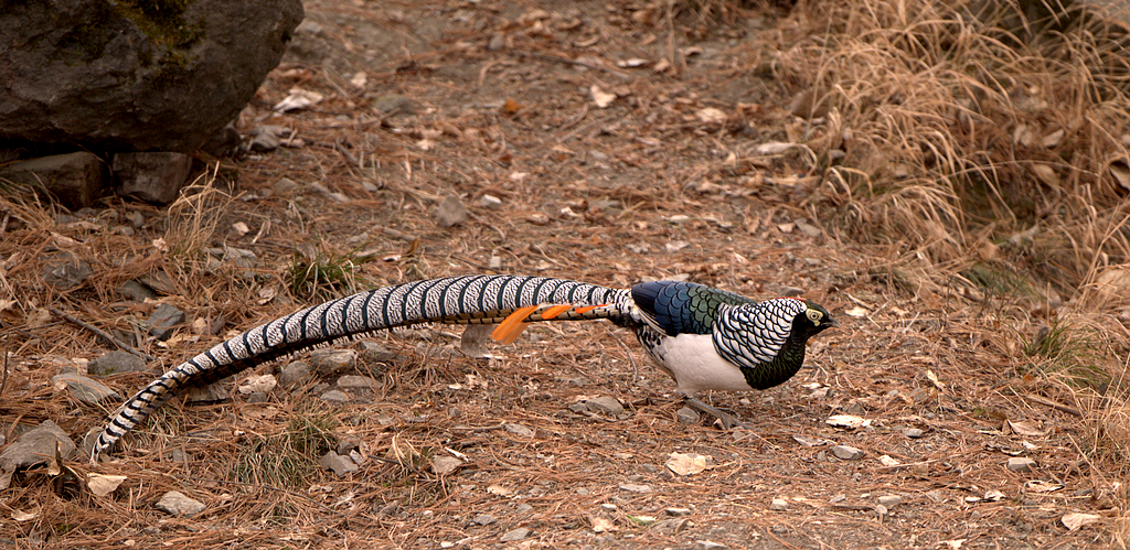 DSC_5998  1.jpg