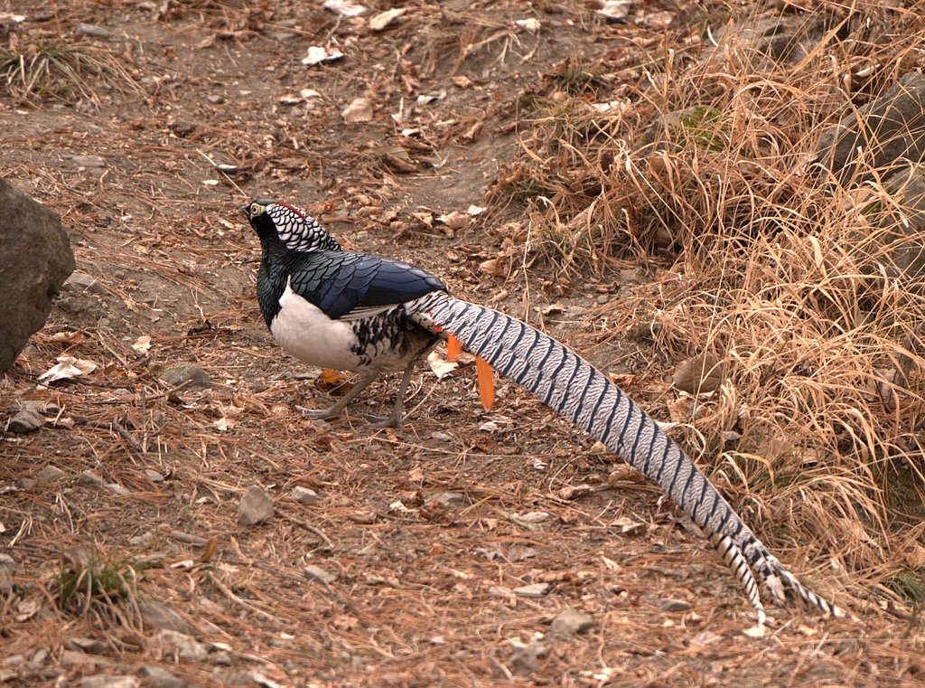 DSC_6073  2.jpg